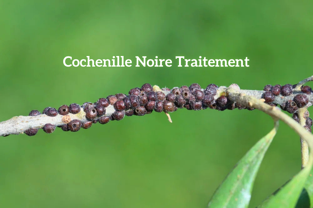 Cochenille noire traitement méthodes naturelles et conseils efficaces pour protéger vos plantes