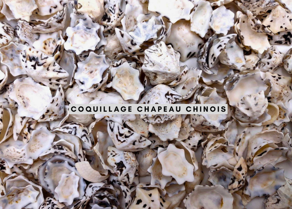 Coquillage chapeau chinois un petit mollusque marin aux secrets fascinants