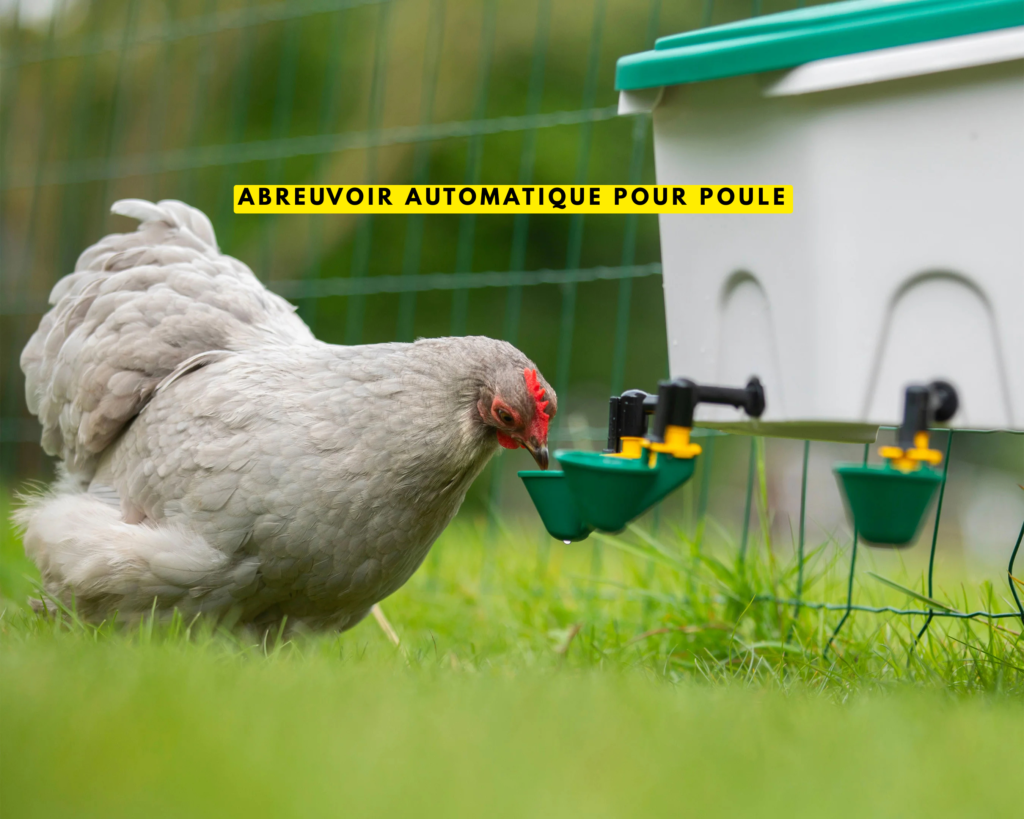 Abreuvoir automatique pour poule guide complet pour bien le choisir